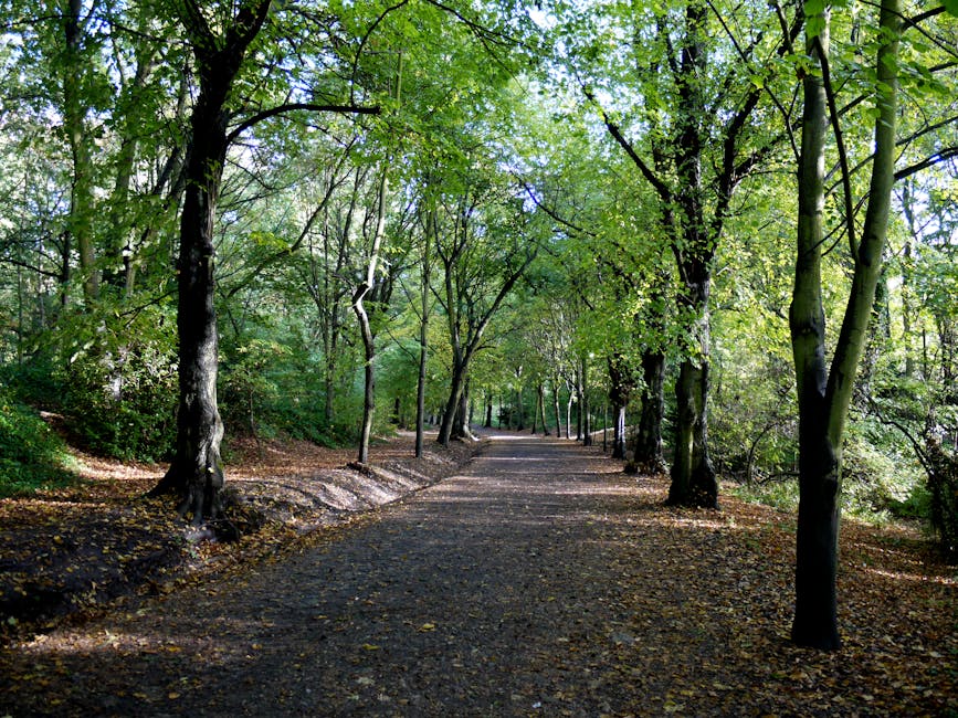 This image depicts a forested pathway lined with tall deciduous trees, their trunks displaying textured bark in shades of gray and brown. The trees have lush green leaves that form a dense canopy overhead, allowing filtered sunlight to cast dappled shadows on the gravel and dirt path below. The surface of the pathway is composed of small, dark stones and soil, with scattered fallen leaves adding a touch of yellow and brown. On the left side, there is a slight incline with more vegetation and undergrowth, while the right side features a gentle slope with additional trees and greenery. The scene appears calm and natural, illustrating an outdoor environment that could be associated with recreational walking or nature exploration. While not directly related to rubbish removal services, the image showcases a clean, well-maintained natural area, which contrasts with typical urban rubbish accumulation, highlighting the importance of effective waste management in outdoor settings. Rubbish Clearance Hampstead might be involved in maintaining such environments through professional waste collection and site clearance services.